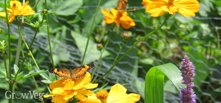 Butterfly on sulfur cosmos