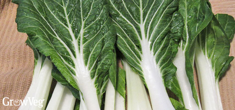 Pak choi