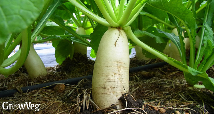 Daikon radishes