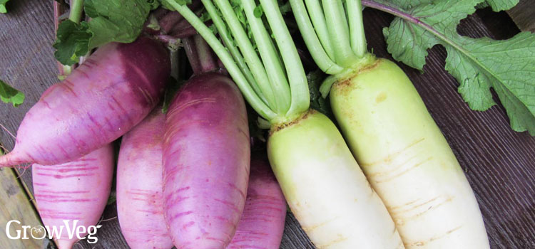 https://gardenplannerwebsites.blob.core.windows.net/blog/5-fall-veg-harvested-daikons-2x.jpg