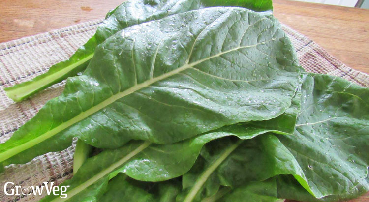 Komatsuna or mustard spinach