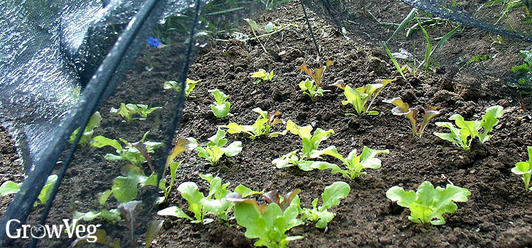 Lettuce under a shade cover