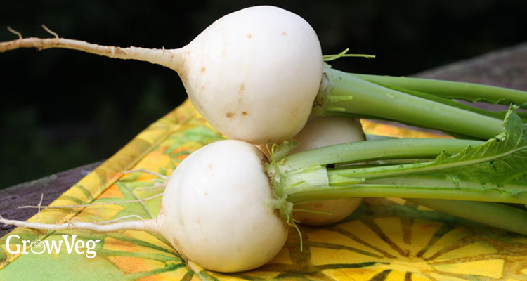 Salad turnips