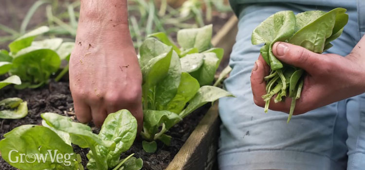 Harvesting spinach