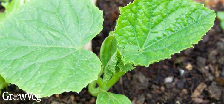 Cucumber seedling