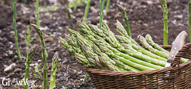 https://gardenplannerwebsites.blob.core.windows.net/blog/asparagus-harvested-basket-2x.jpg