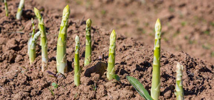 Growing asparagus