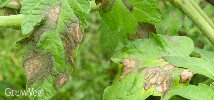 Late blight on a tomato plant