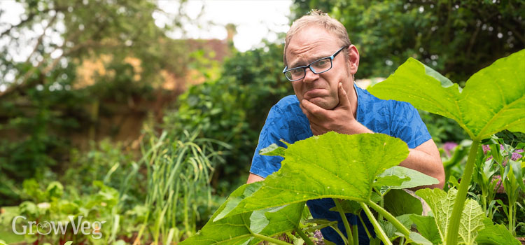 https://gardenplannerwebsites.blob.core.windows.net/blog/ben-answers-your-most-urgent-gardening-questions-2x.jpg