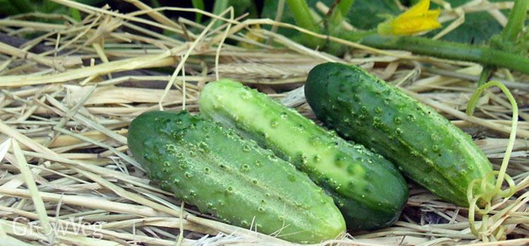 Open-pollinated cucumbers