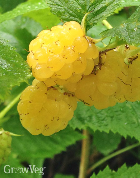 Raspberry 'All Gold'
