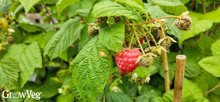 Raspberry 'Autumn Bliss'