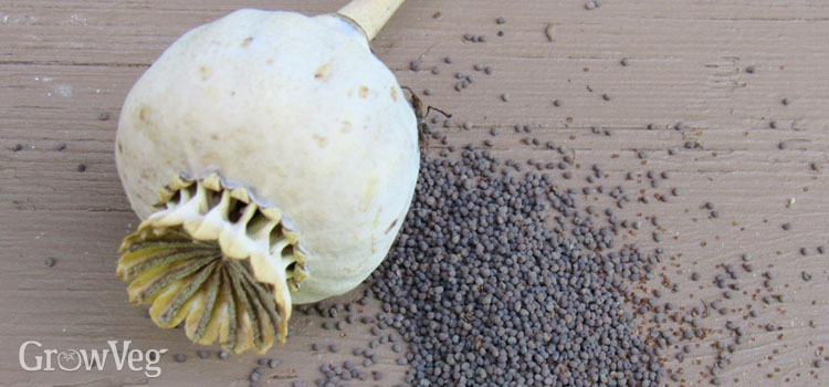 Breadseed poppy seedheads and seeds