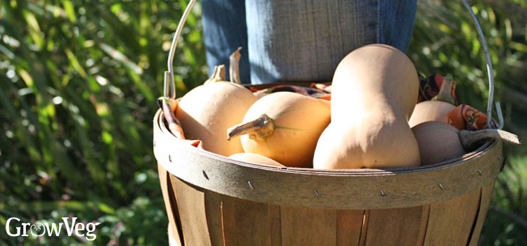 https://gardenplannerwebsites.blob.core.windows.net/blog/butternut-glut-basket-2x.jpg