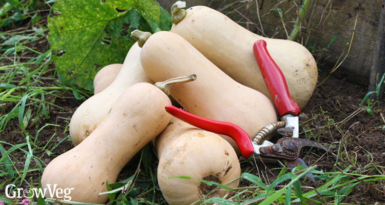 Harvesting butternut squash