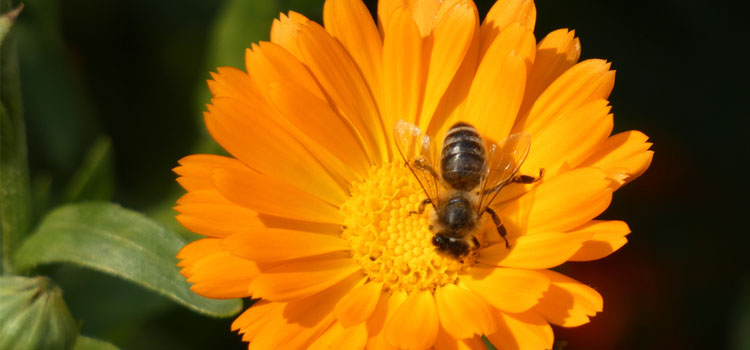 Calendula with a bee