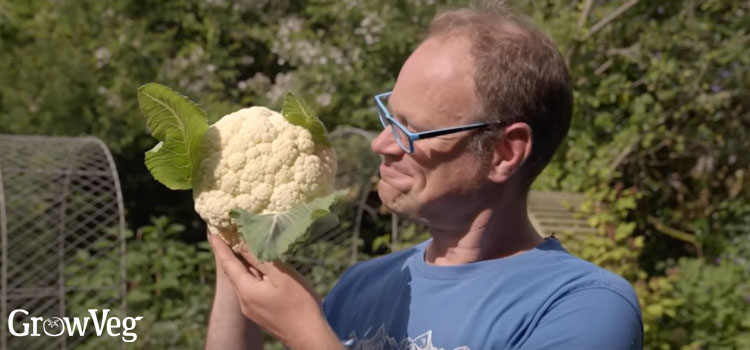 Ben with cauliflower