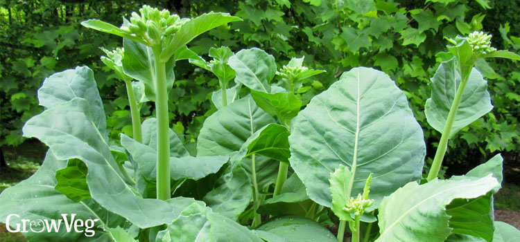 Chinese broccoli