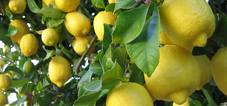 https://gardenplannerwebsites.blob.core.windows.net/blog/citrus-masterclass-lemons-2x.jpg