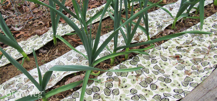 Garlic mulched with cotton cloth