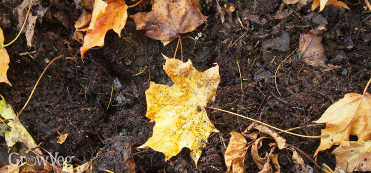 Composting-in-the-autumn