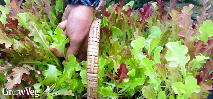Harvesting salad leaves