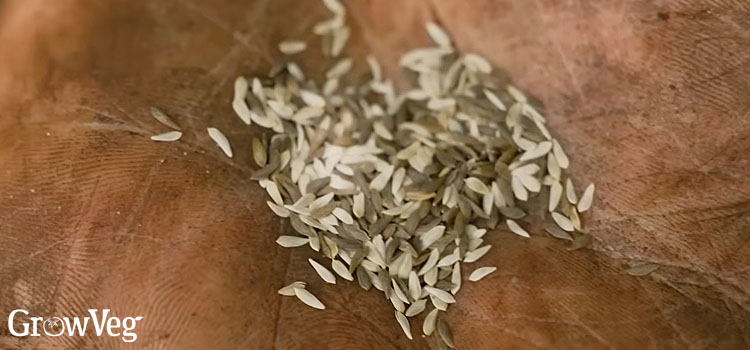 Mixed lettuce seeds