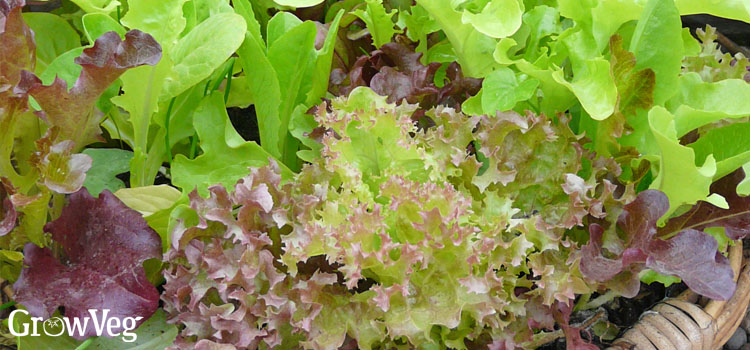 https://gardenplannerwebsites.blob.core.windows.net/blog/container-salads-mixture-2x.jpg