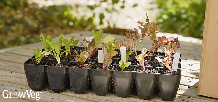 Salad leaves in a plug tray
