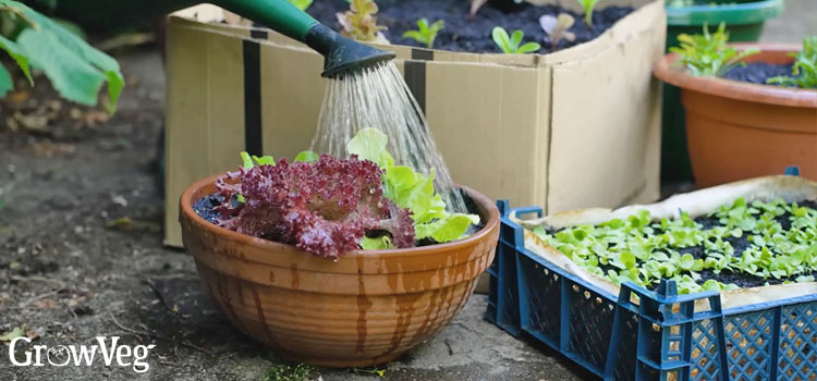 Watering a container of salad leaves