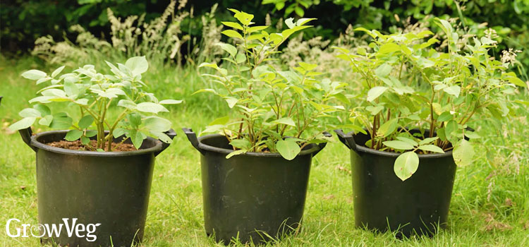 Potatoes in containers