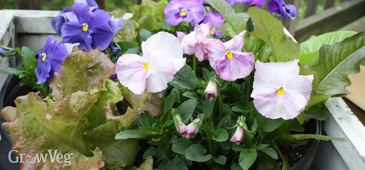Pansies and lettuce sharing a container