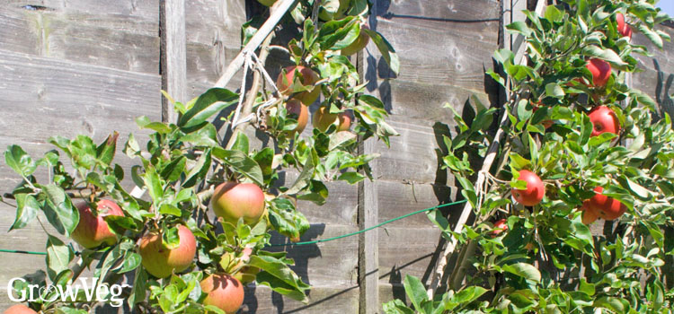 Cordon apple trees
