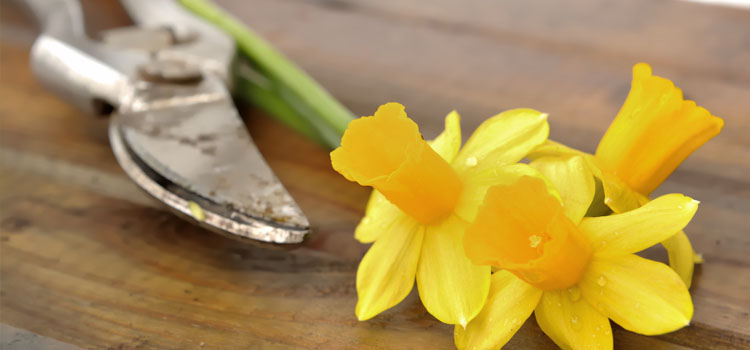 Cutting daffodils