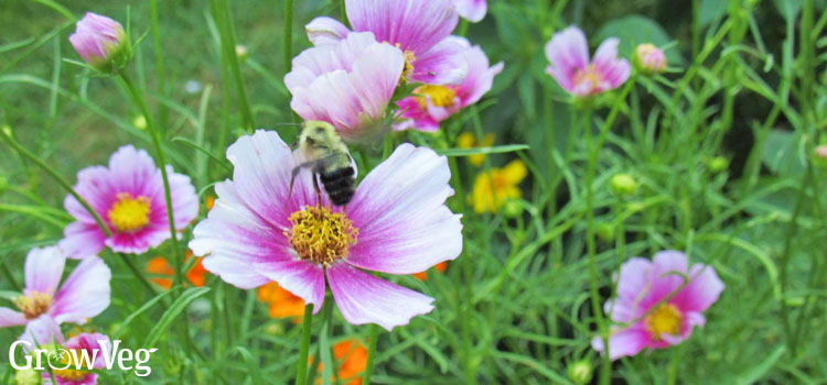 https://gardenplannerwebsites.blob.core.windows.net/blog/double-cosmos-bee-2x.jpg