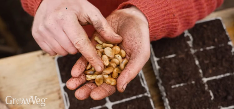 Broad bean seeds