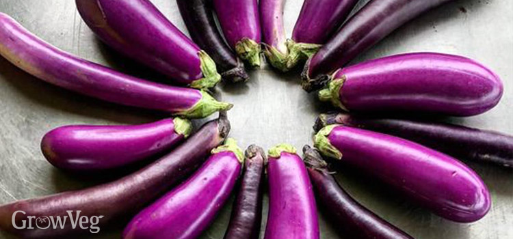 Eggplant fruits