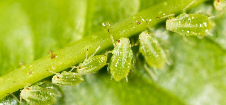 Aphids