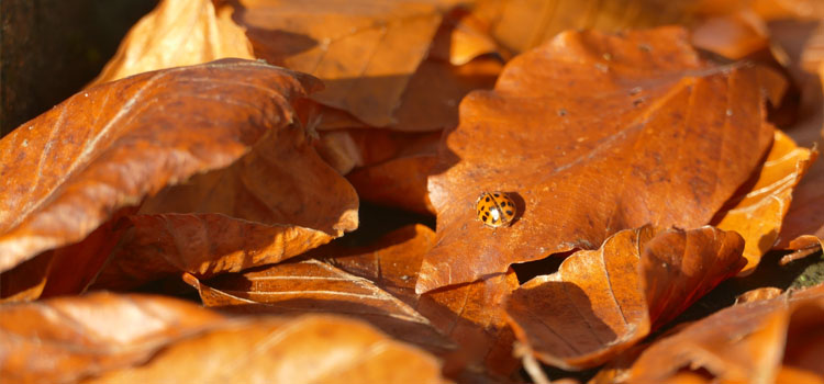 Ladybird in leaves