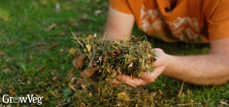 Leaves mown into a lawn