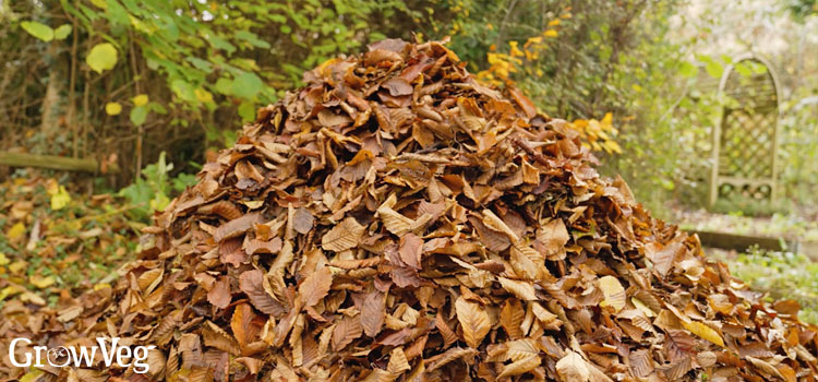Leaf pile