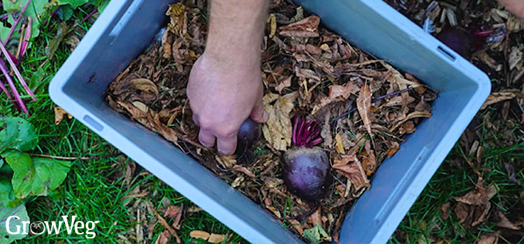 Storing beet roots in leaves