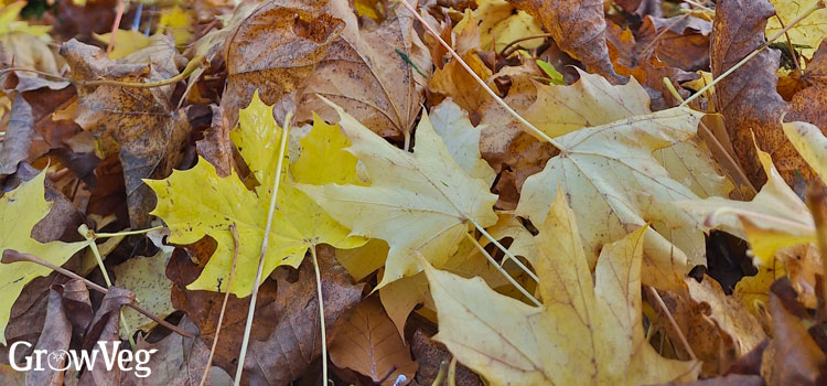 Autumn leaves