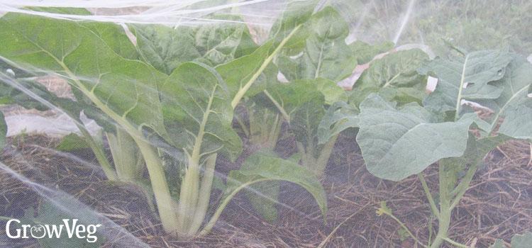 https://gardenplannerwebsites.blob.core.windows.net/blog/fall-row-covers-bok-choy-2x.jpg
