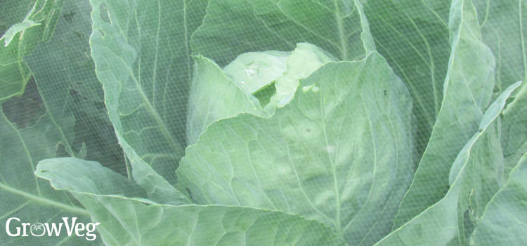 Cabbage under netting