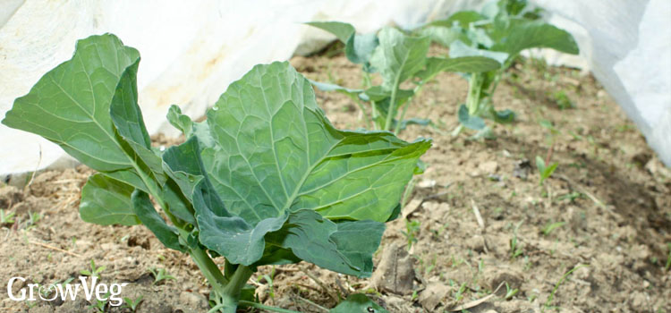 Turnips