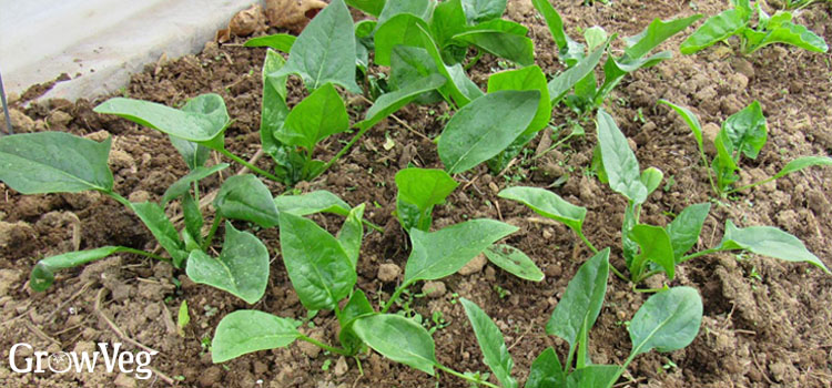 Spinach