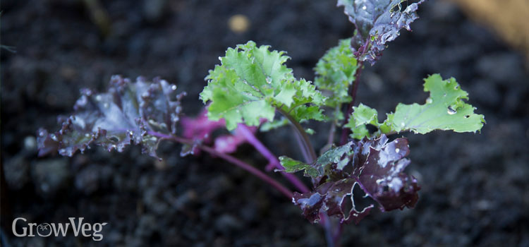 Baby kale