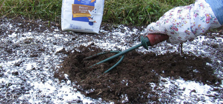 Raking-flour-into-soil