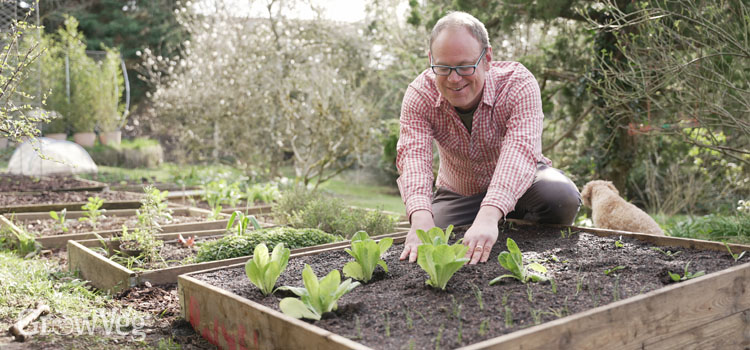 Ben tending lettuce